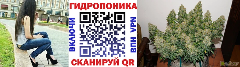 Купить закладки  Асино  Канабис семена 